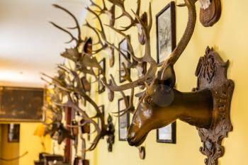 The hall of trophies, stuffed deer heads, Europe. Medieval european treasure, famous places for travel and tourism