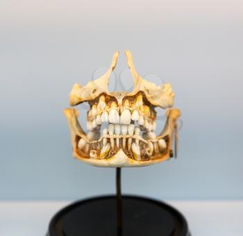 Medical model of the human jaw on the stand. Learning of the human mouth structure. Anatomy, teeth education concept