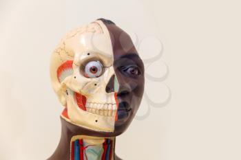 Anatomical model of human head, internal organs and muscular system. Medical poster, medicine education concept