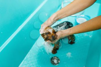 Female groomer washes cute dog in special bath, grooming salon. Woman with small pet prepares to cut off fur, groomed domestic animal