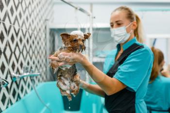 Female groomer holds cute little dog in foam, washing procedure, grooming salon. Woman with small pet prepares for haircut, groomed domestic animal