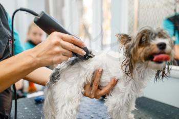 Female groomer with hair clipper grooming little dog in salon. Woman makes hairstyle to small pet, groomed domestic animal, adorable puppy