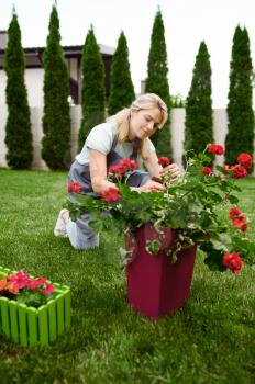 Happy woman in apron works with flowers in the garden. Female gardener takes care of plants outdoor, gardening hobby, florist lifestyle and leisure