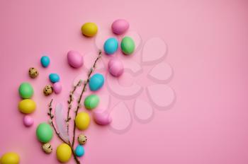 Colorful easter eggs and willow on pink background, top view. Paschal food, event decoration, spring holiday celebration symbol
