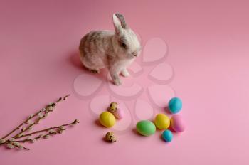 Colorful easter eggs and rabbit on pink background. Paschal food, event decoration, spring holiday symbol