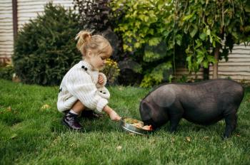 Kid feeds black pig in the garden, caring for animals. Child with piggy poses on backyard. Little girl and her pet having fun on playground outdoors, happy childhood