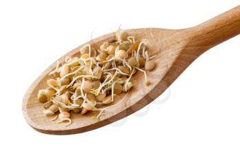 Lentil sprouts on a wooden spoon - detail