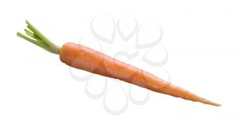 Single fresh carrot isolated on white background
