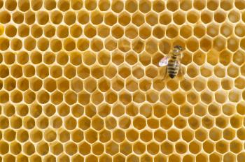 Honeybee on a comb
