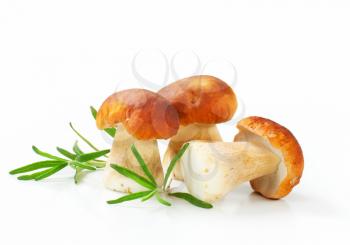 Studio shot of fresh porcini mushrooms