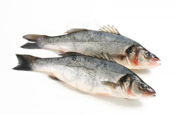 Two fresh sea bass fish on white background