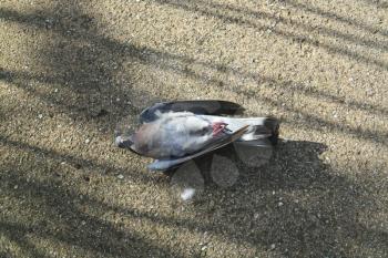 dead pigeon lying on the road
