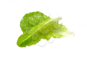two romaine lettuce leaves isolated on white