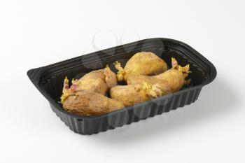 old potatoes growing sprouts in black container