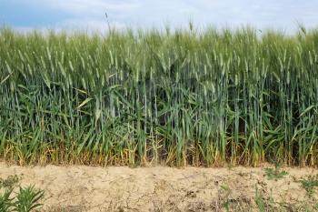 Green wheat field against sky