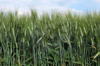 Green wheat field against sky