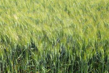 Green wheat field - full frame