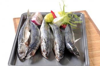 Fresh mackerels and vegetables on baking tin