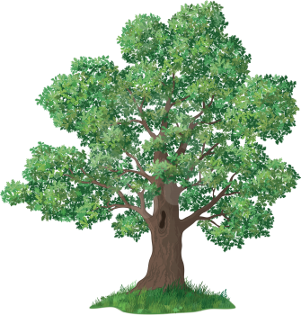 Oak tree with leaves and green grass, isolated on white background. Vector
