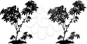 Castor Plant with Leaves, Fruits and Grass Black Contours and Silhouette Isolated on White Background. Vector