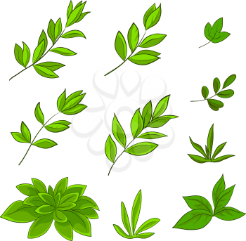 Summer green leaves of various plants on a white background, vector, set