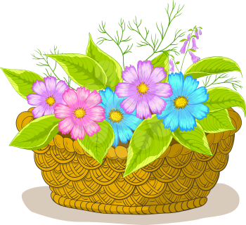 Vector, wattled basket with flowers cosmos and green leaves