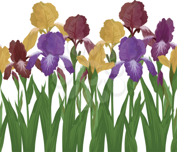 Seamless of flowers iris, isolated on white background. Vector