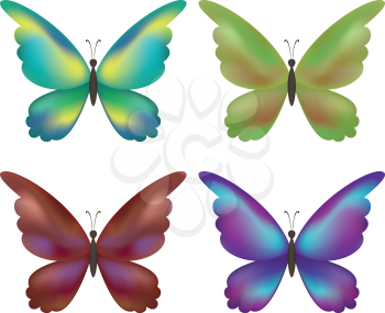 Set colorful butterflies with opened wings on white background. Vector