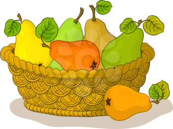 Wattled basket with fruits, sweet pears with green leaves, isolated on white background. Vector
