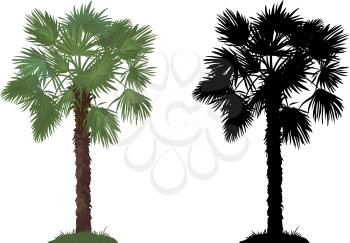 Tropical Palm Tree with Green Leaves and Grass and Black Silhouettes Isolated on White Background. Vector