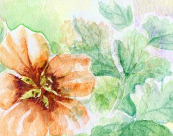 Picture, water colour, hand-draw. Nasturtium, flower and leaves