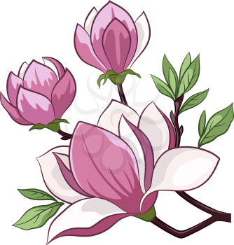 Branch of a Spring Blossoming Magnolia Tree Flowers Isolated on a White Background. Vector