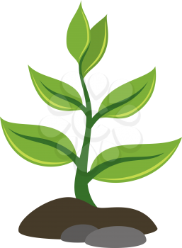 Symbolical Plant with Green Leaves Growing out of the Rocky Ground, Icon, Isolated on White Background. Vector