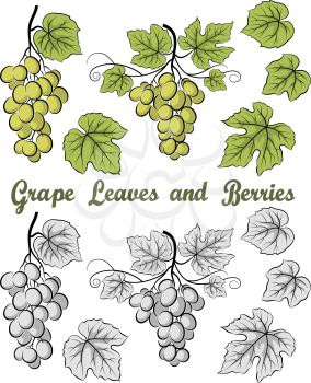Set of Grape Bunches, Berries and Leaves, Colorful Green and Contour Grey Version on White Background. Vector