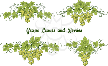 Set of Grape Bunches, Green Berries and Leaves on White Background. Vector