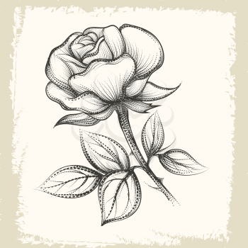 Hand drawn Rose Flower on grunge paper background. Illustration in vintage sketch style.