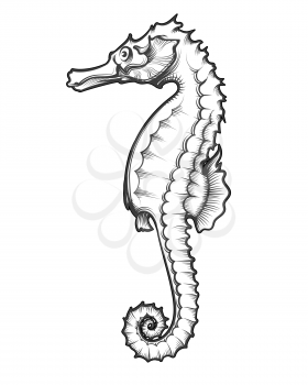 Sea Horse drawn in engraving tattoo style. Vector Illustration
