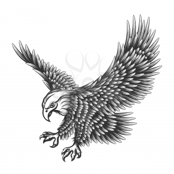 Flying Eagle emblem drawn in engraving style isolated on white. American symbol of freedom. Retro color logo of falcon.