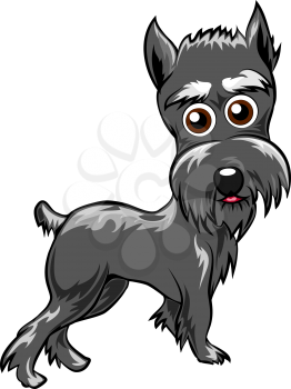 Funny illustration with schnauzer puppy drawn in cartoon style