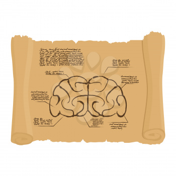 Brain of old scroll Drawing. Old brain Diagram. Archaic human anatomy project. Illustration in style of Leonardo da Vinci's inventions.
