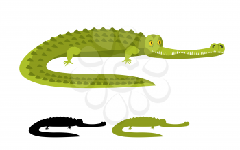Crocodile isolated. Good caiman. Wild animal. Green reptile with big teeth. Alligator isolated. Large water reptiles. Huge African predator. tropical beast