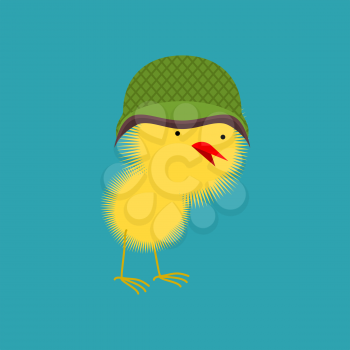 Chick in military helmet. Small Chicken. little farm yellow bird
