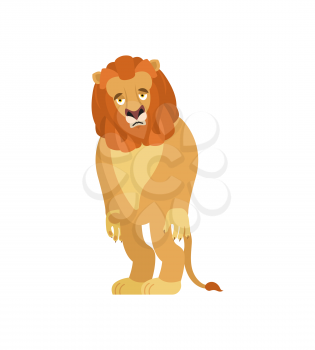 Lion sad. Wild animal sorrowful. Beast dull. Vector illustration