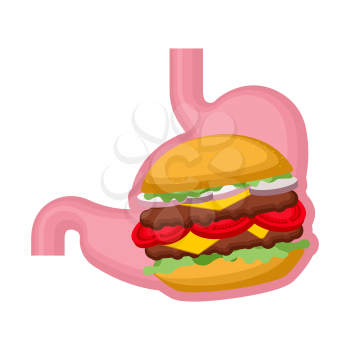 Burger in Stomach. Belly and hamburger. heaviness in abdomen. Internal organ stretched out. fastfood bad food. Vector illustration