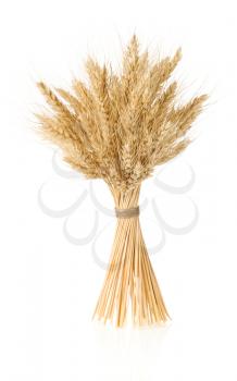 ears of barley  isolated on white background