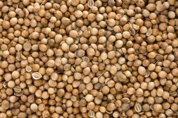 Coriander spices as whole background