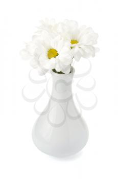 chrysanthemum in vase isolated on background