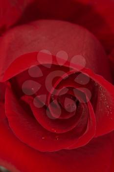 red rose flower as background