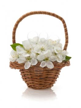 cherry blossom isolated on white background