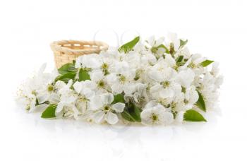 blossom branch isolated on white background